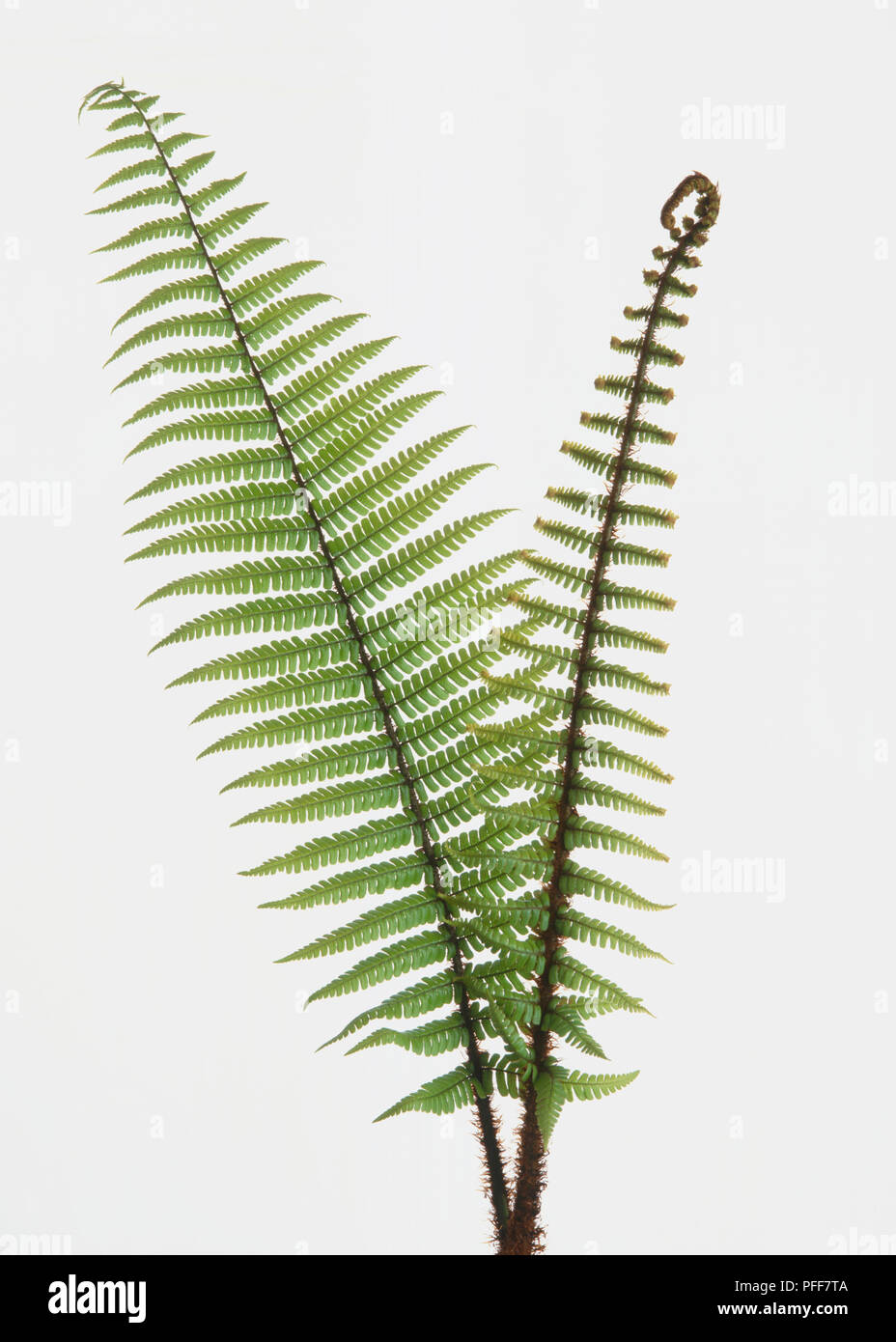 Wllich's Wood Fern, Dryopteris wallichiana, two stalks with light green shuttlecock shaped leaves, front view. Stock Photo