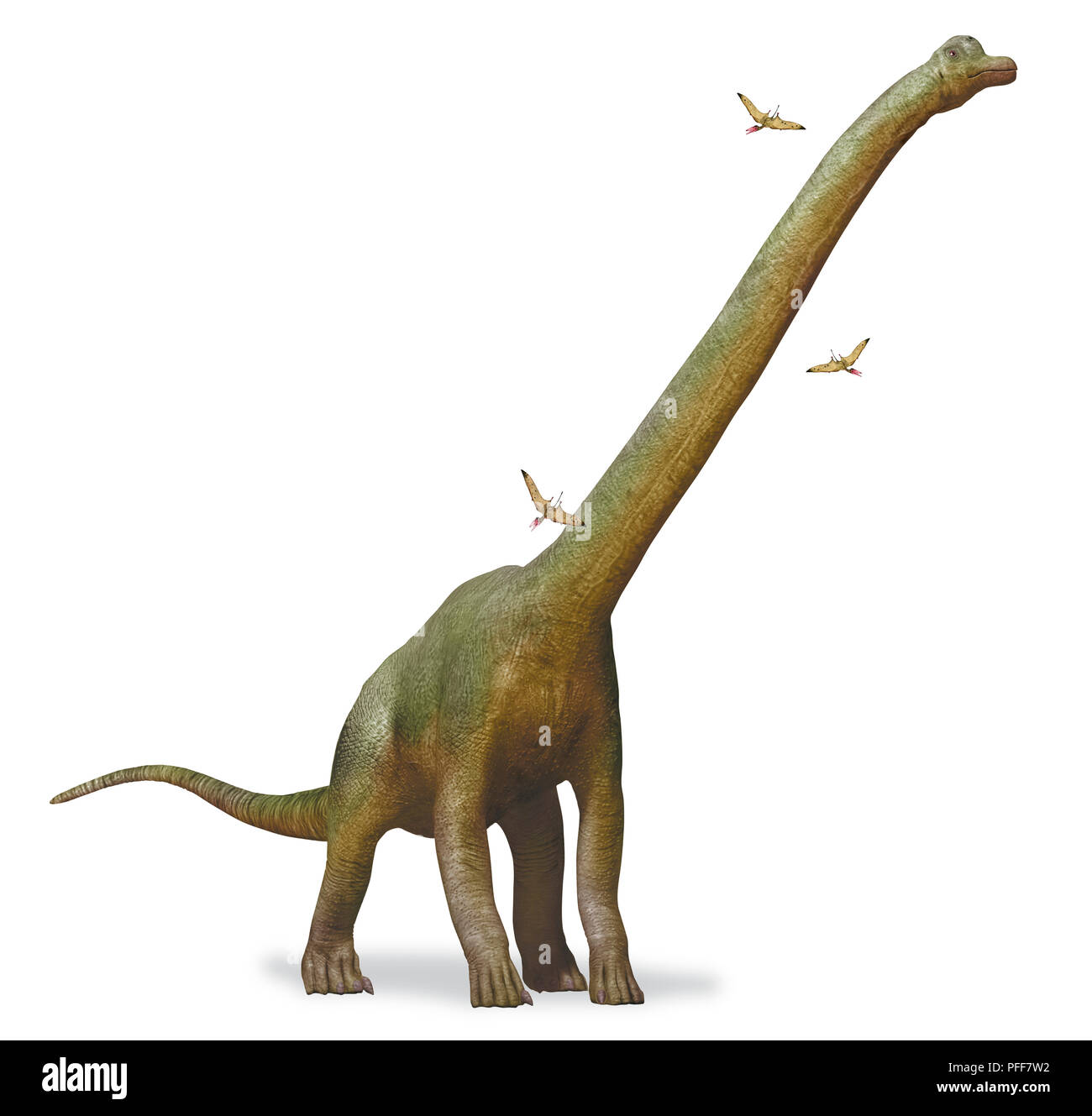 Brachiosaurus, 'arm lizard', side view. Stock Photo