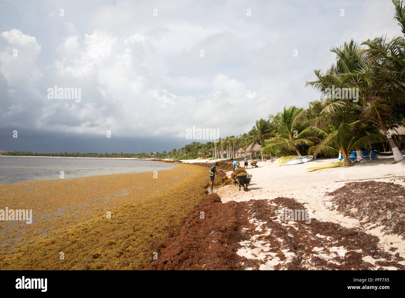 Toxic seaweed hires stock photography and images Alamy