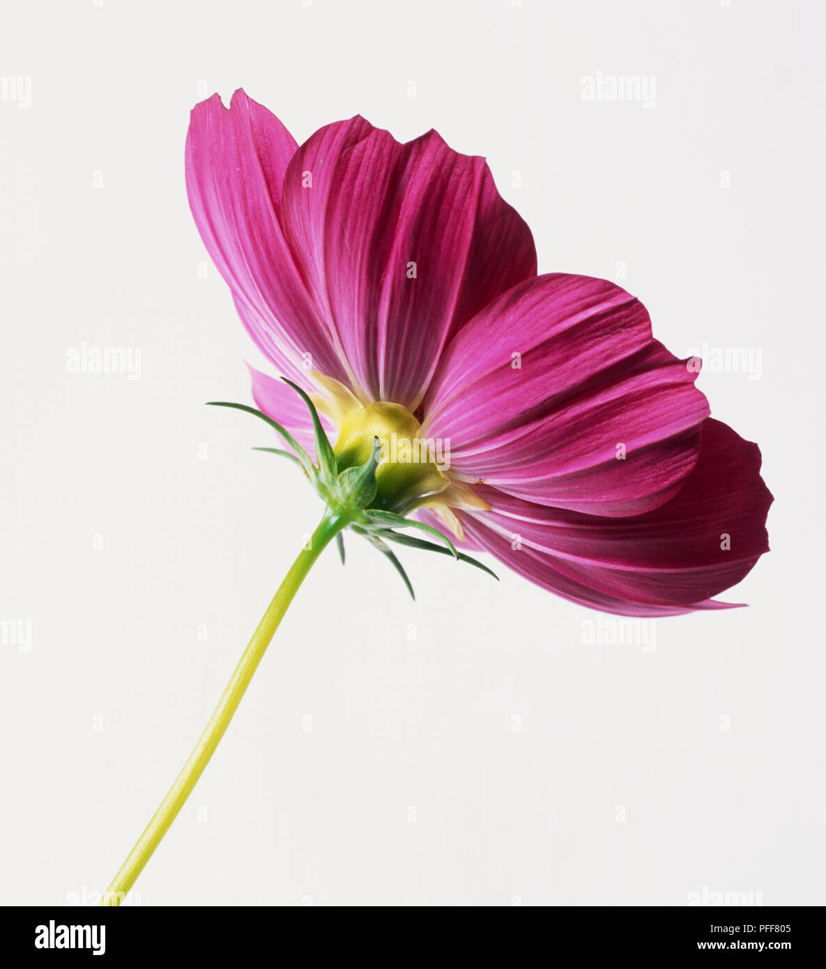 Underside of deep pink Cosmos flowerhead, close up. Stock Photo