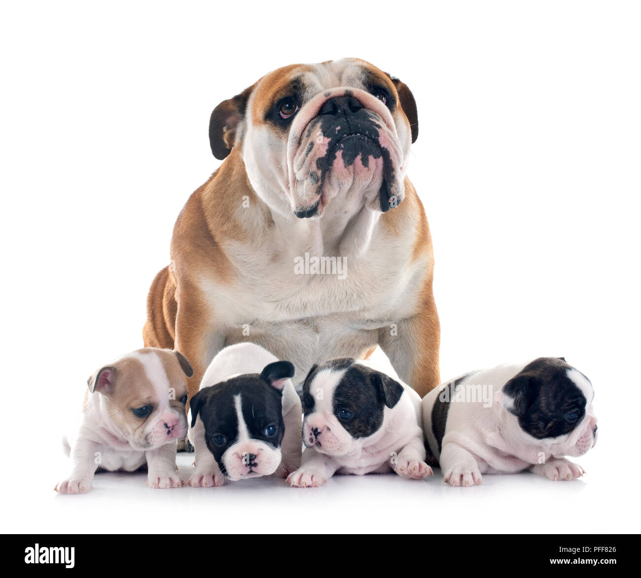 French And English Bulldog High Resolution Stock Photography and Images -  Alamy