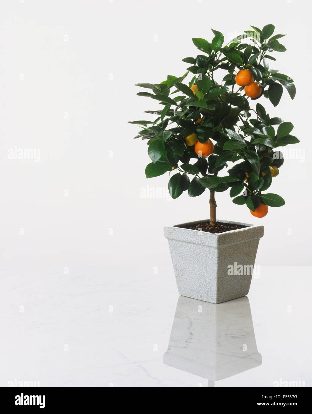 x Citrofortunella microcarpa, Calamondin Orange or Musk Lemon or Panama Orange plant bearing fruit, growing in square ceramic pot. Stock Photo