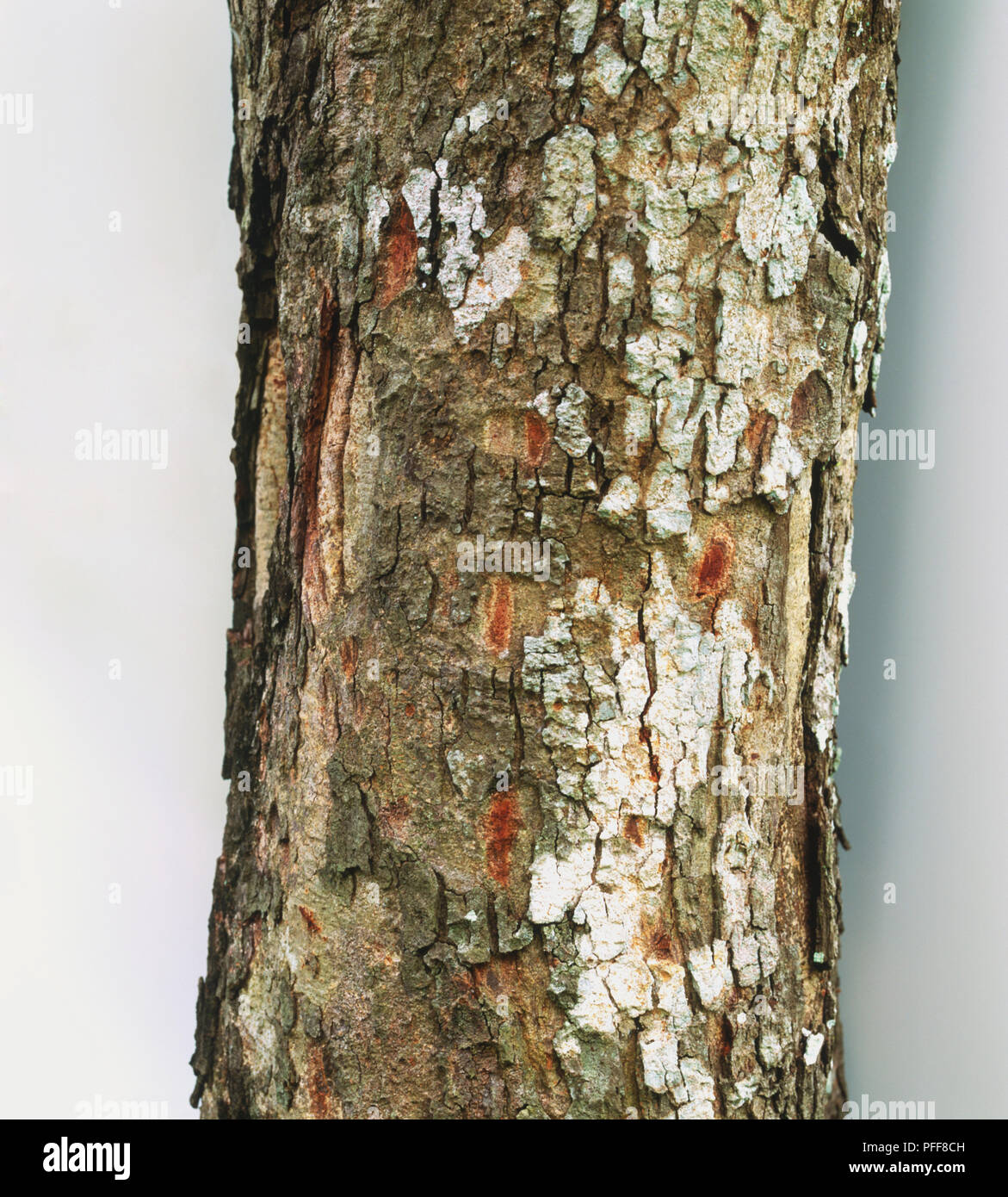 Cassia fistula, Golden Shower Tree or Indian Laburnum tree trunk Stock Photo