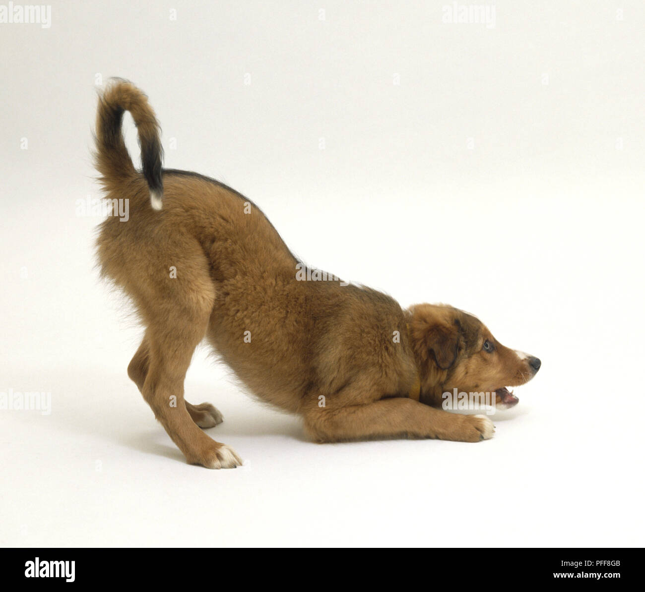 Dog Play Stance dog-play-stance