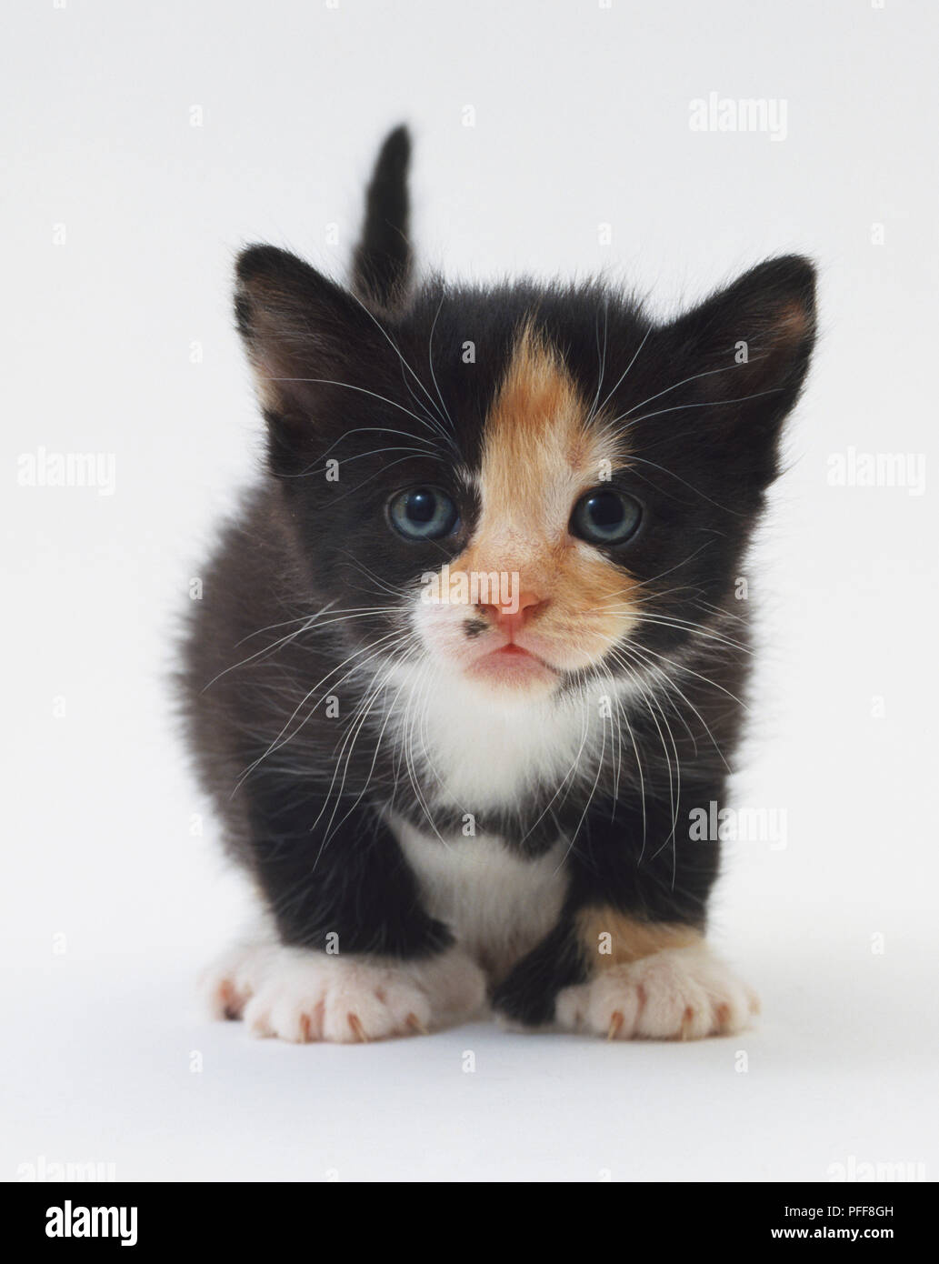 Black white 2025 ginger cat