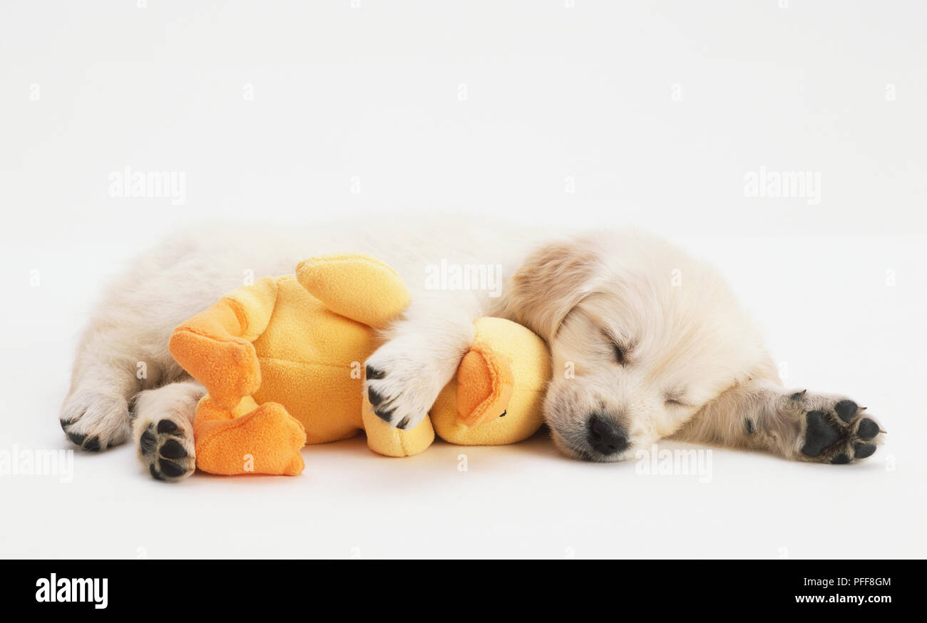 golden retriever puppy soft toy