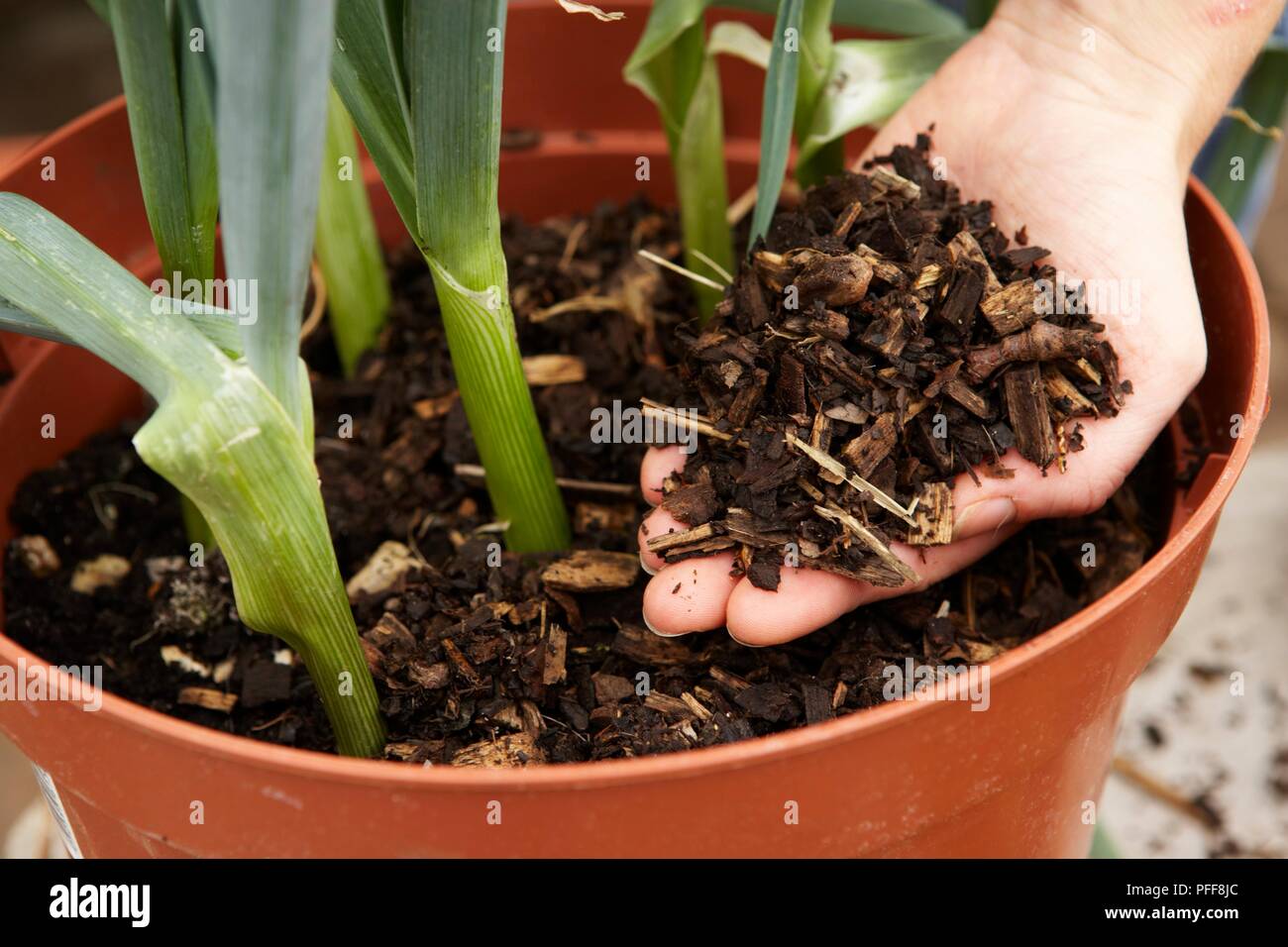 Hand adding mulch to plant pot, closeup Stock Photo Alamy
