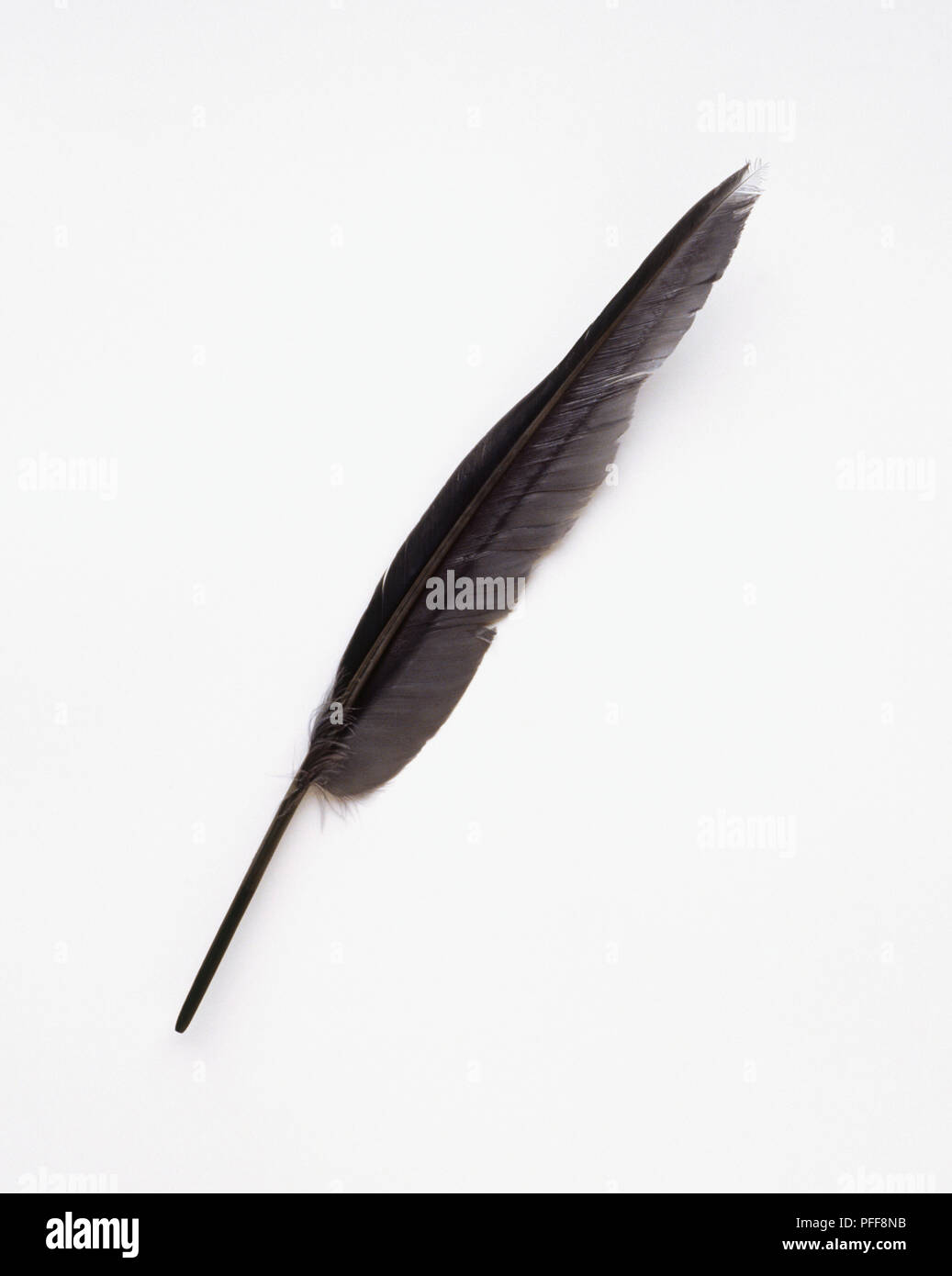Grey feather Stock Photo