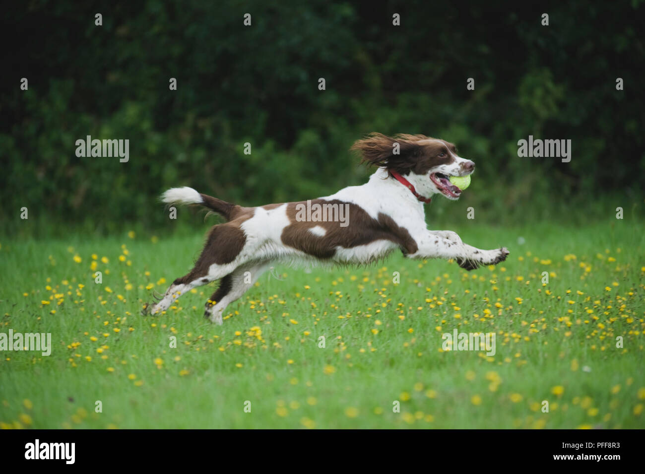 Springer Spaniel running across field of wildflowers with a ball in its mouth, side view Stock Photo