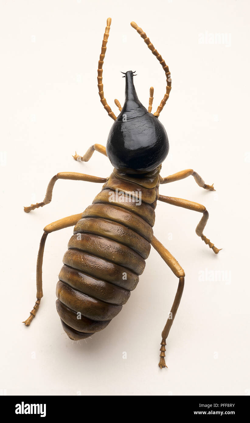 Overhead view of model of Nasute Soldier Termite Stock Photo Alamy