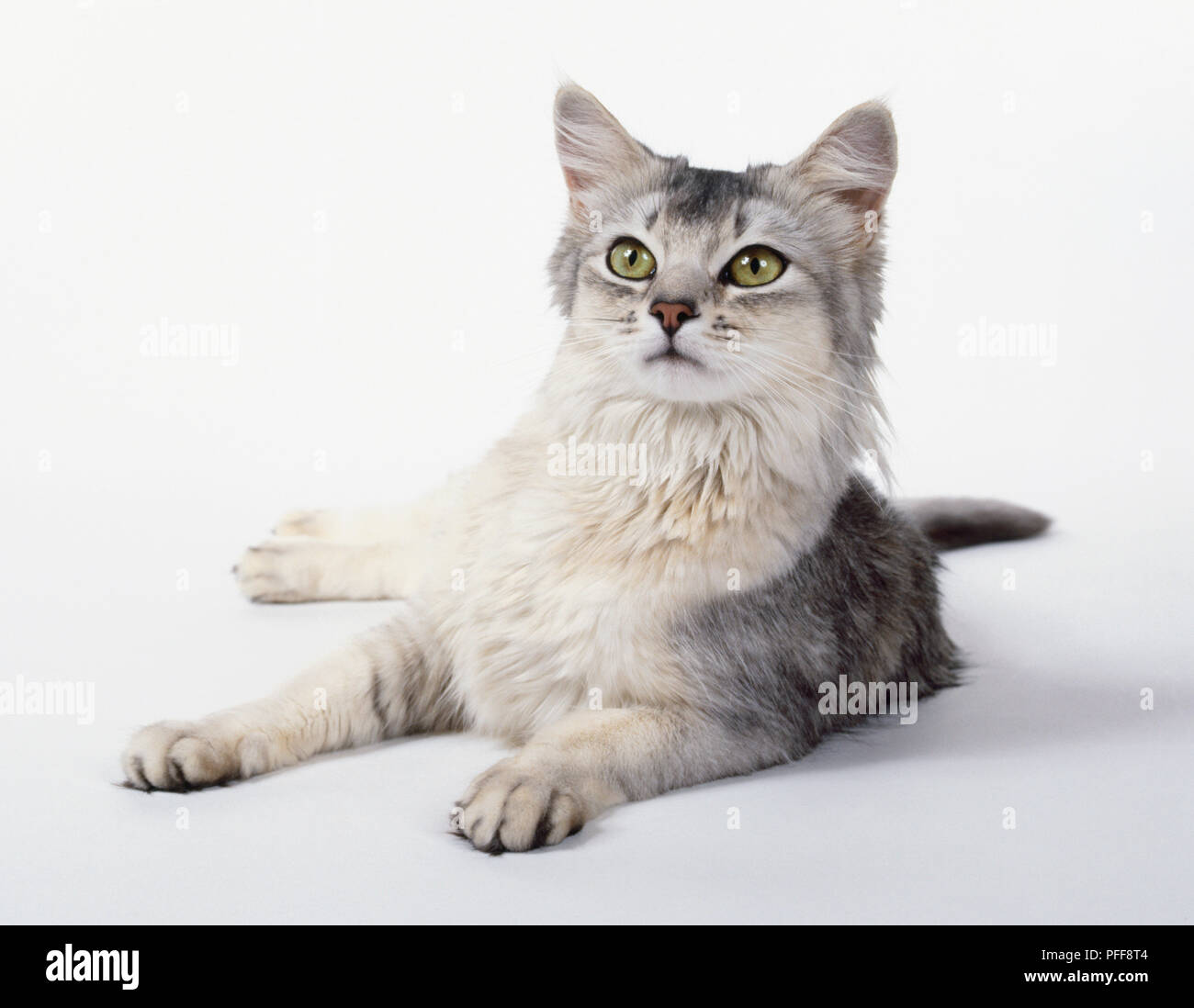 Silver Somali cat with well-spaced expressive eyes