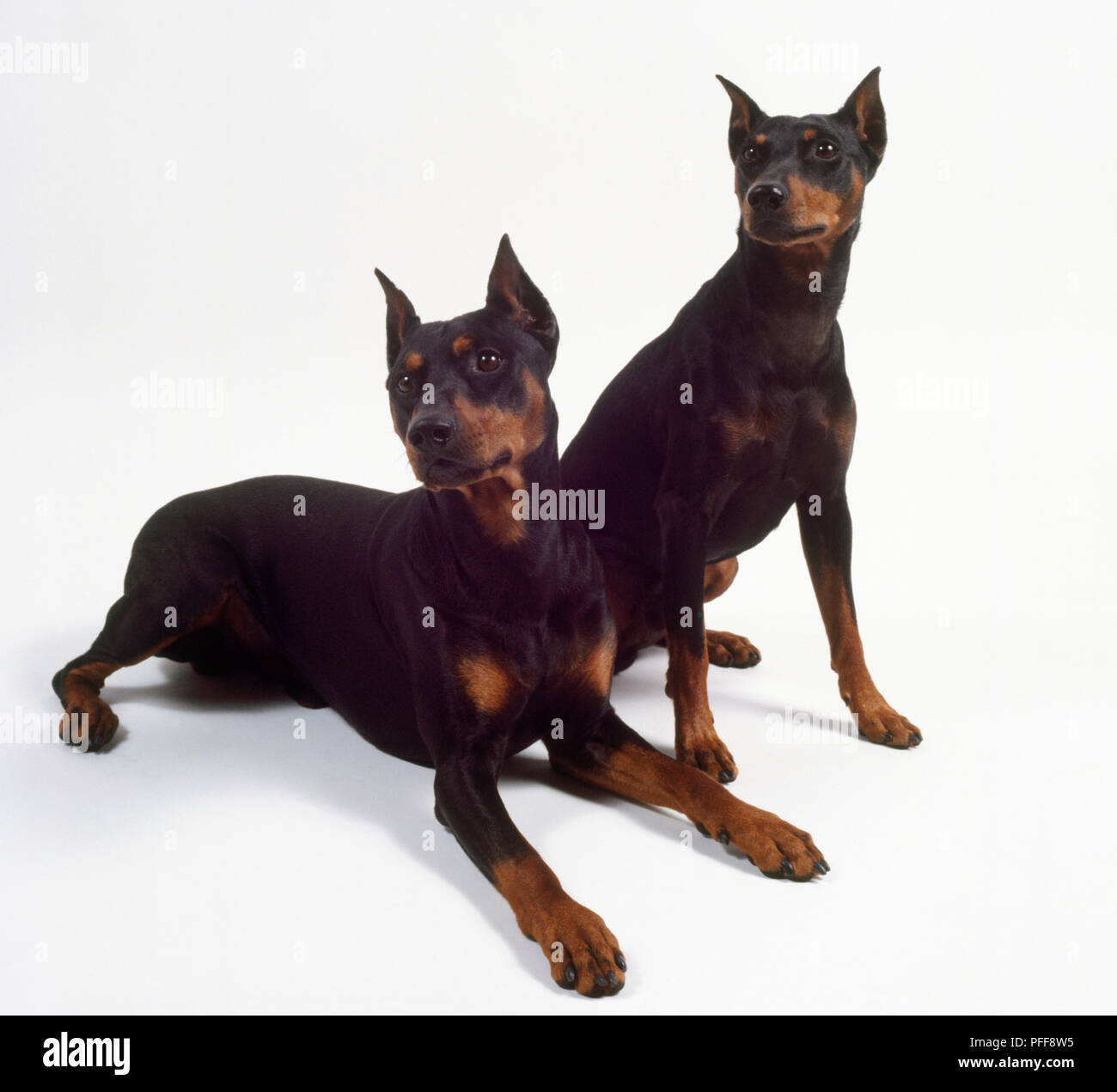 Two black and tan German pinschers with pointed cropped ears, one sitting and the other lying on the floor Stock Photo