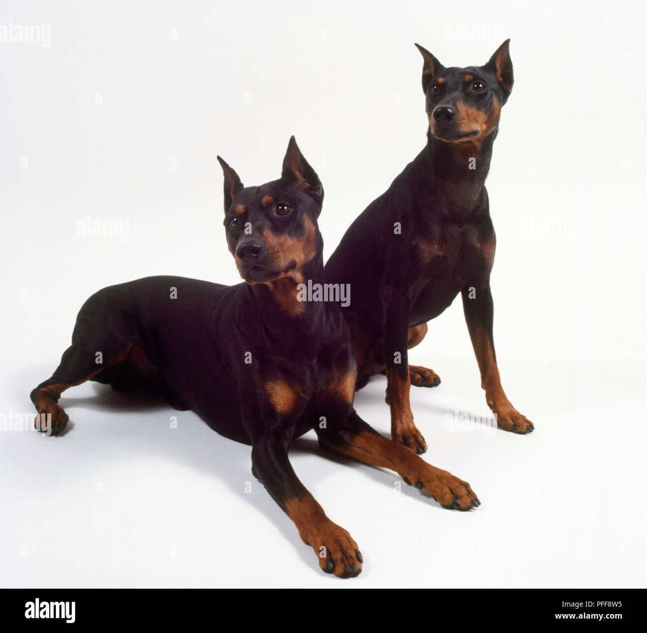 German Pinscher: Breed Description and Photos 18 German Pinscher: Breed Description and Photos 35