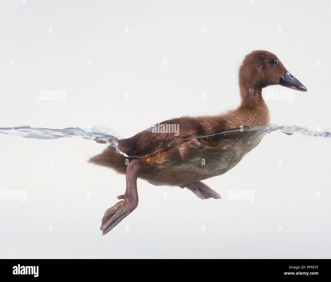 Khaki Campbell duck swimming in Water Stock Photo Alamy