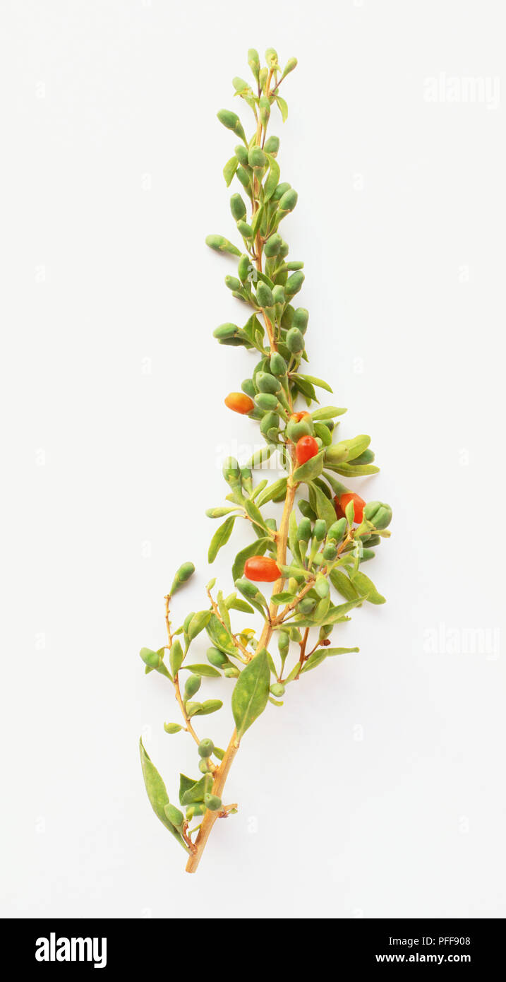 Fresh berries on sprig of Wolfberry (Lycium chinense) and used to make medicinal herbal remedies. Goji Berries Stock Photo