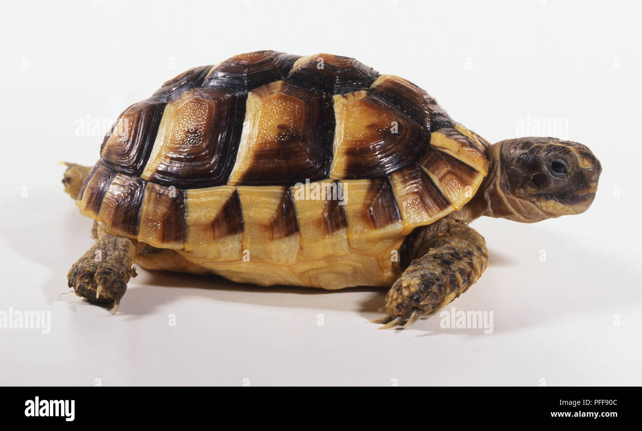 Desert Tortoise, strong shell made of bone plates, strong jaw, scales protecting eyes, two nostrils on tip of nose, short toes with long claws for gripping. Stock Photo
