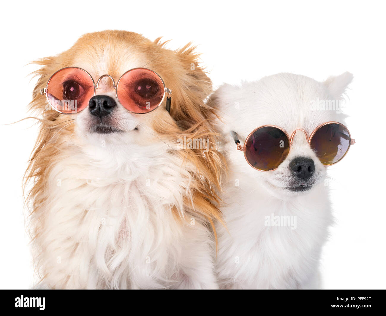 little dogs in front of white background Stock Photo - Alamy