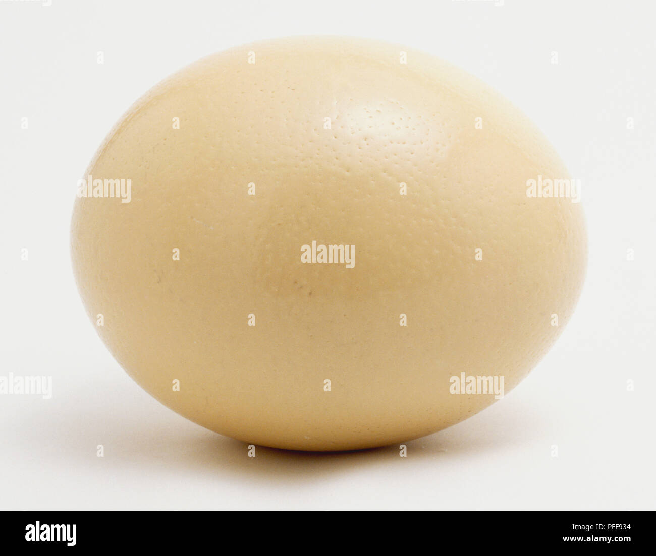 Large whole beige ostrich egg with small breakthrough crack. Stock Photo