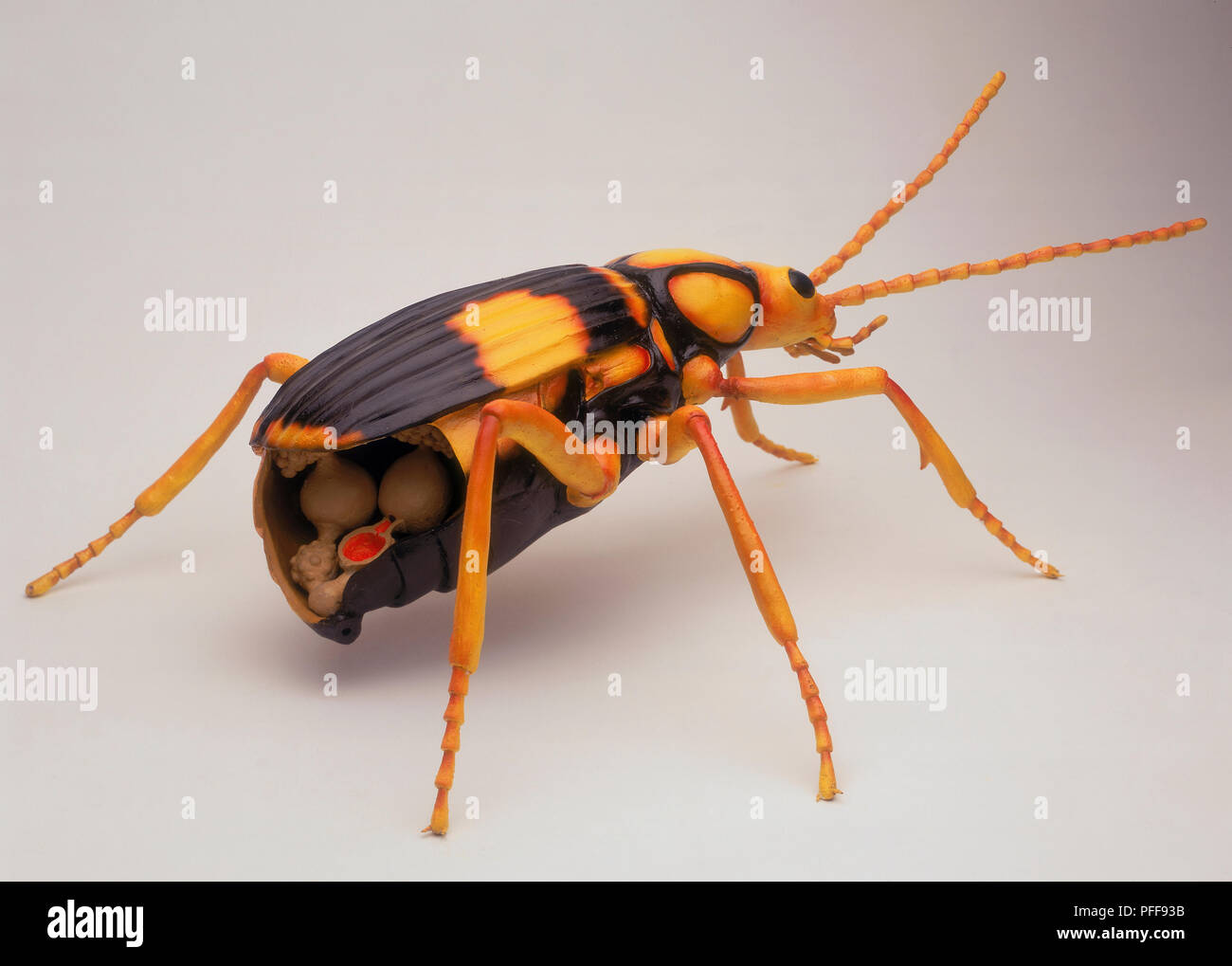 Side view of model of black and yellow Bombardier Beetle with yellow legs, cross section showing venom glands and reservoir, explosion chamber filled with red liquid with one-way valve, side view. Stock Photo