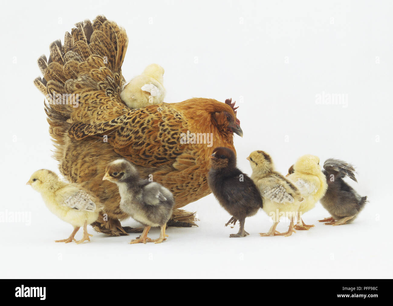 https://c8.alamy.com/comp/PFF98C/mother-hen-gallus-gallus-with-six-yellow-and-black-chicks-walking-by-her-side-and-another-chick-sitting-on-her-back-side-view-PFF98C.jpg