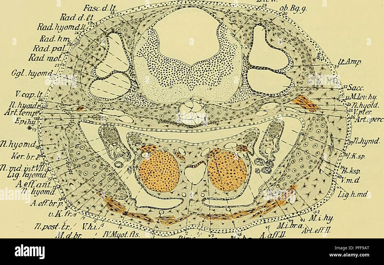 . Denkschriften der MedicinischNaturwissenschaftlichen Gesellschaft zu