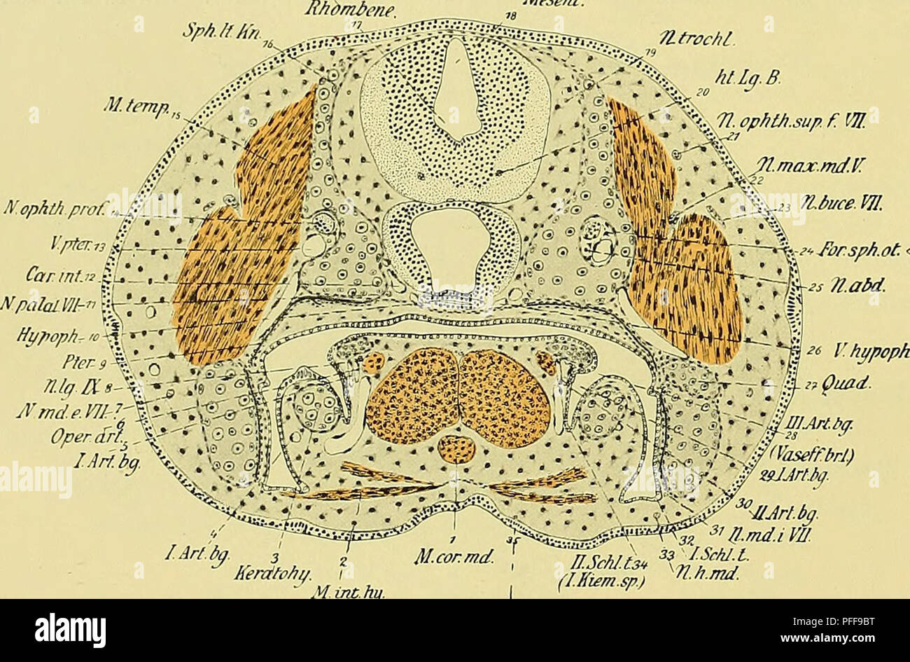 . Denkschriften der Medicinisch-Naturwissenschaftlichen Gesellschaft zu Jena. 139° Entwicklungsgeschichte des Kopfes und des Blutgefässsystems von Ceratodus forsten. 730 :;.- ht.Lq.ß. •'.a®wr,*'' •% nopM.sup. f. w yi.max.nuf.V for.spfi.ot. &lt; pterygoidea (13) mit dem Nervus ophthalmicus profundus (14) und dem an ihrer Innenseite verlaufenden, 6 fi dünnen Abducens (25) durch eine Knorpelspange umfasst, wodurch das Foramen sphenoticum minus (24) nach vorn verlängert wurde. Die Knorpelspange nützen die sich vermehrenden Muskelzellen des Tempo- ralis (15) zum Ursprünge aus. Die Knorpelspange ste Stock Photo