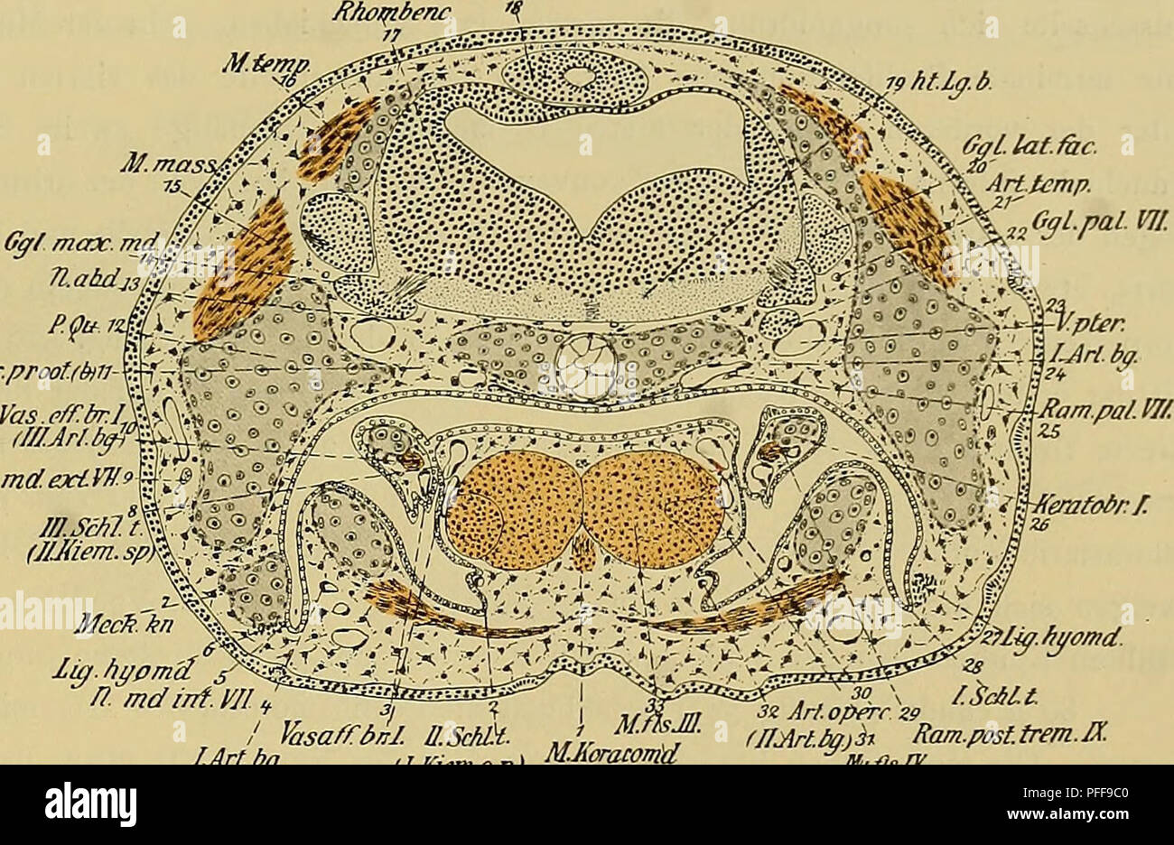 . Denkschriften der MedicinischNaturwissenschaftlichen Gesellschaft zu
