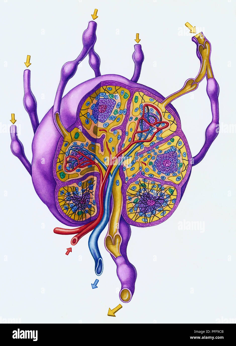 Cutaway of Lymph Node with each Tissue type highlighted Stock Photo Alamy