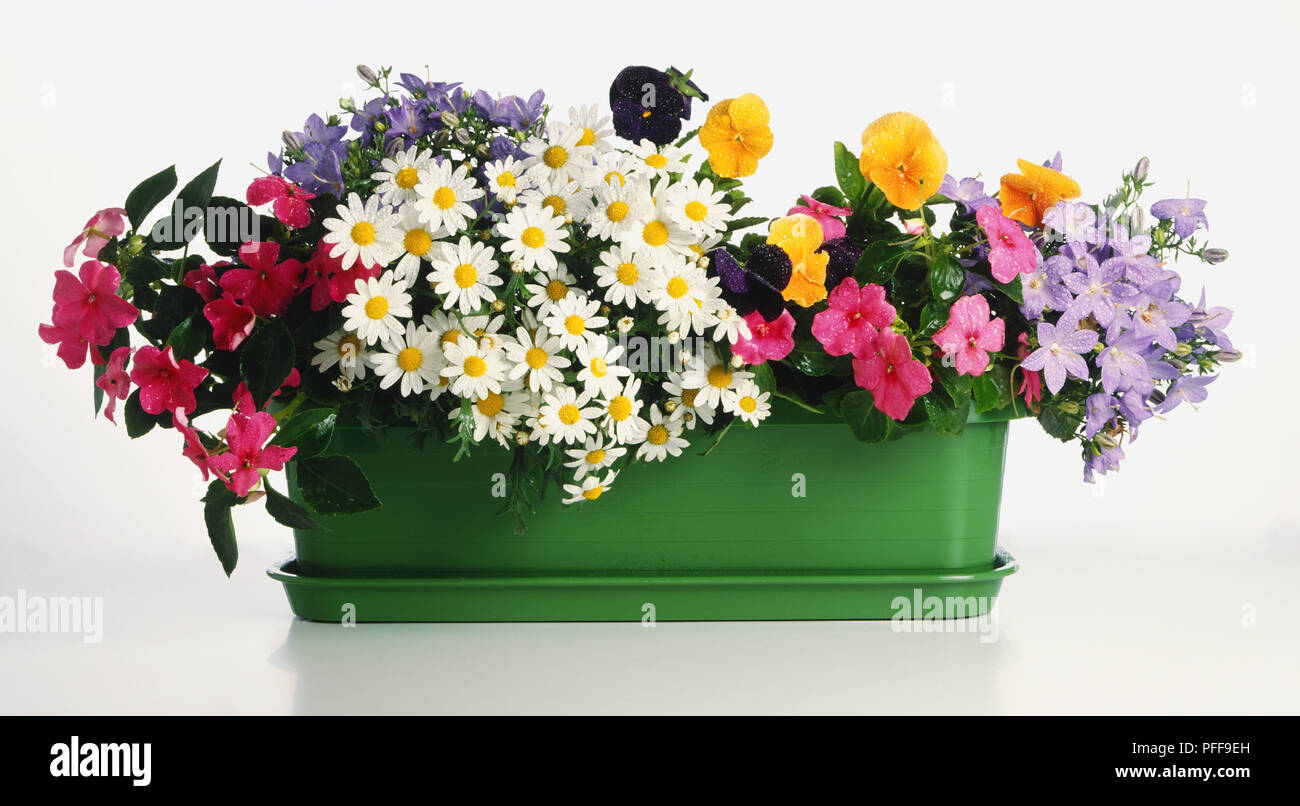 Rectangular green window box containing flowers in bloom, Bizzy Lizzies, Marguerite, Pansies and Bell Flowers, front view. Stock Photo