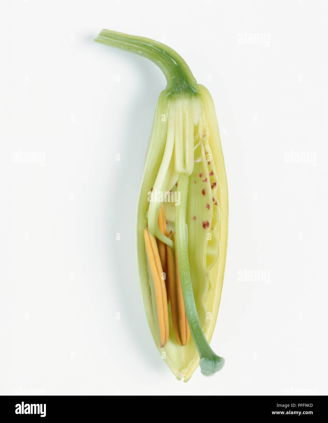 Lily flower bud, cross-section, close-up Stock Photo