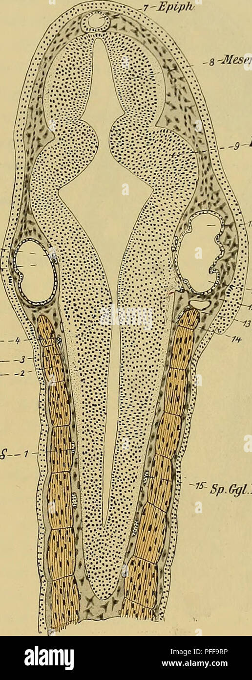 . Denkschriften der Medicinisch-Naturwissenschaftlichen Gesellschaft zu Jena. 57i Entwicklungsgeschichte des Kopfes und des Blutgefässsystems von Ceratodus forsteri. 1231 des Temporaiis (13) erreicht, neben welchem der Scheitel des Nervus ophthalmicus superficialis (14) gelegen ist. Die Labyrinthblase weist auf dieser Seite jene beiden seitlichen Eindellungen auf, welche mit der des seitlichen Bogenganges eine kleeblattförmige Anordnung zeigen (vergl. Taf. LXI, Fig. 25 c.s.c.l., c.s.c.s., c.s.c.p.). Vor dem Recessus Labyrinthi (6) treten die obersten Fasern der dem Facialis angeschlossenen Sei Stock Photo