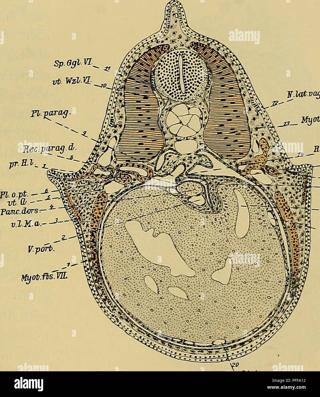 . Denkschriften der MedicinischNaturwissenschaftlichen Gesellschaft zu