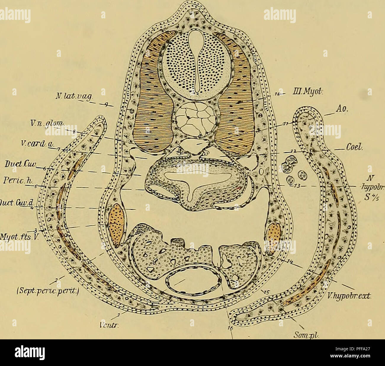. Denkschriften der MedicinischNaturwissenschaftlichen Gesellschaft zu