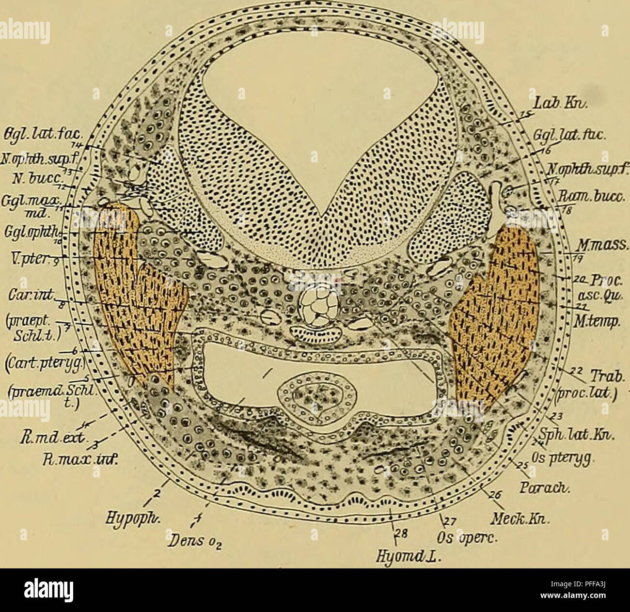 . Denkschriften der Medicinisch-Naturwissenschaftlichen Gesellschaft zu Jena. 495 Entwicklungsgeschichte des Kopfes und des Blutgefässsystems von Ceratodus forsten. U5S Knorpeln dicht unter dem Ganglion ophthalmicum (9), welches sich nach vorn in den Nervus ophthalmicus profundus verjüngt. Die Portio motoria Trigemini (14) senkt sich zwischen den beiden Trigeminus- ganglien (9, 10) ein, deren grösseres Ganglion maxillomandibulare aussen und dorsal anschliesst. Lateral vom Ganglion, dessen sensible Fasern in einem ansehnlichen Wurzelgebiete in die weisse Substanz des Rautenhirnes eintauchen, ve Stock Photo