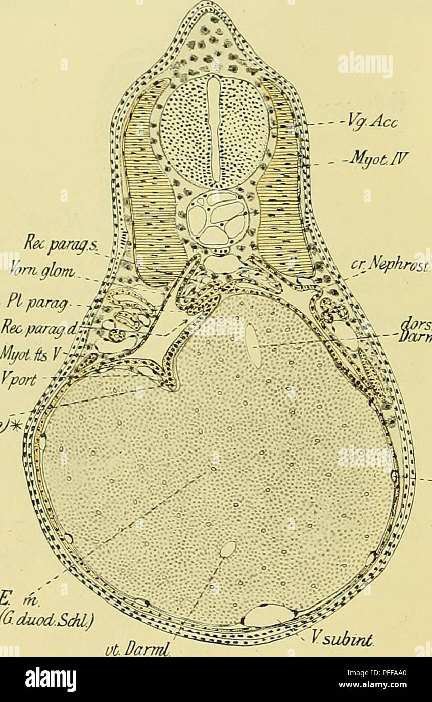 . Denkschriften der Medicinisch-Naturwissenschaftlichen Gesellschaft zu Jena. io86 Entwicklungsgeschichte des Kopfes und des Blutgefässsystems von Ceratodus forsten. 426 Vgr.Acc MyotJV der Leber und dem Vorderdarme einerseits, dem Entodermmassiv anderseits eingreifende Spalte (vergl. Taf. XLIX/L, Fig. 5) aus. — Medial und ventral vom Lobus venae cavae, zwischen diesem und dem Ento- dermmassiv entsteht die Vena portae. Das ehedem so engmaschige Netz der Dottervenen erscheint er- heblich reducirt. Wir zählen nur wenige Durchschnitte. Um so grösser ist das Caliber der Subintestinal- vene, die aus Stock Photo
