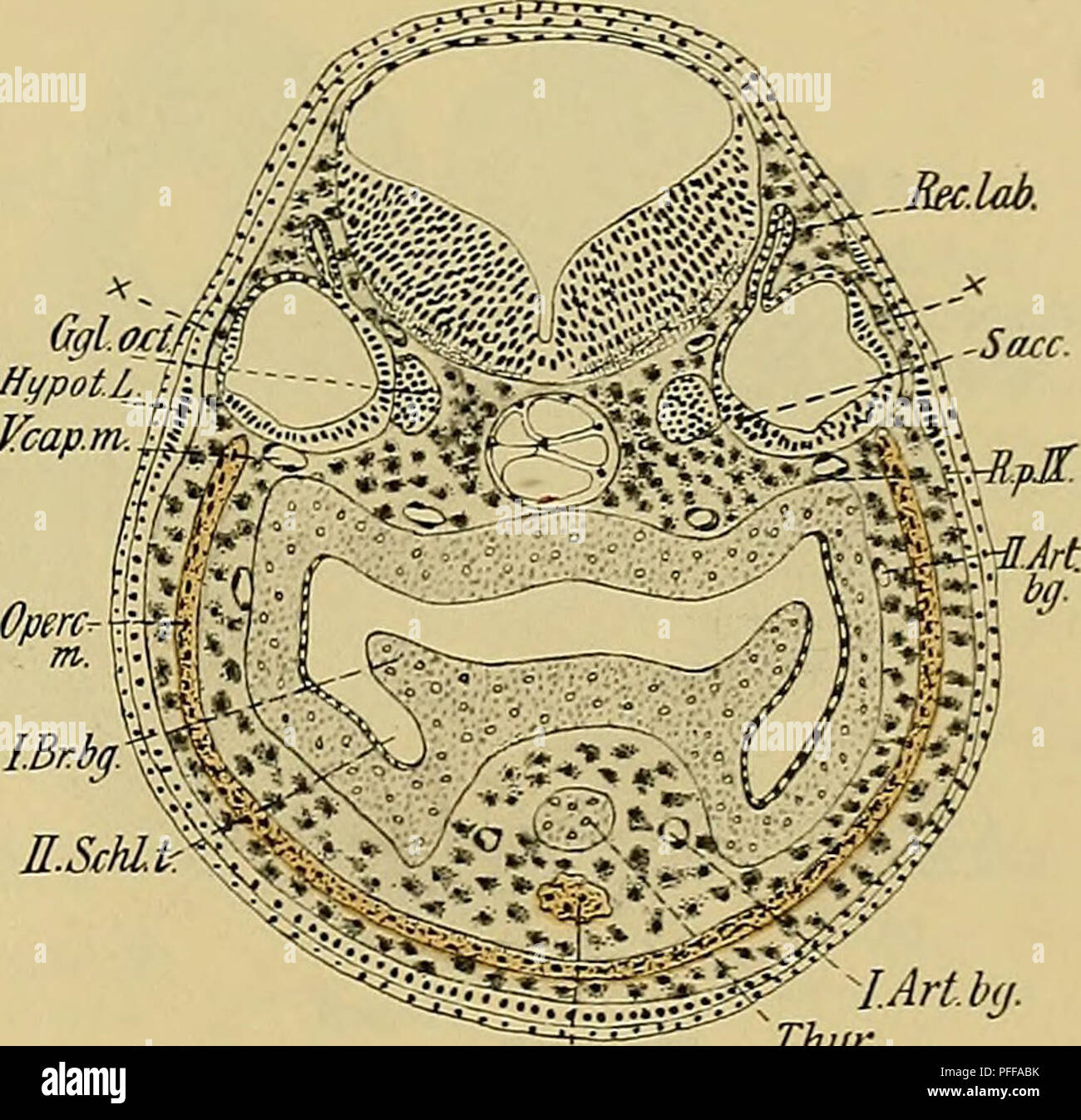 . Denkschriften der MedicinischNaturwissenschaftlichen Gesellschaft zu