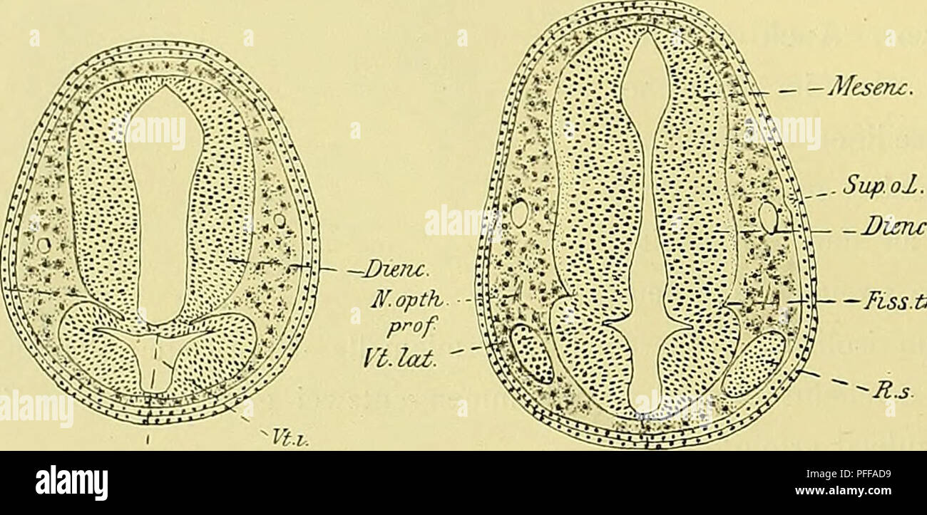 Neural plate hi-res stock photography and images - Alamy