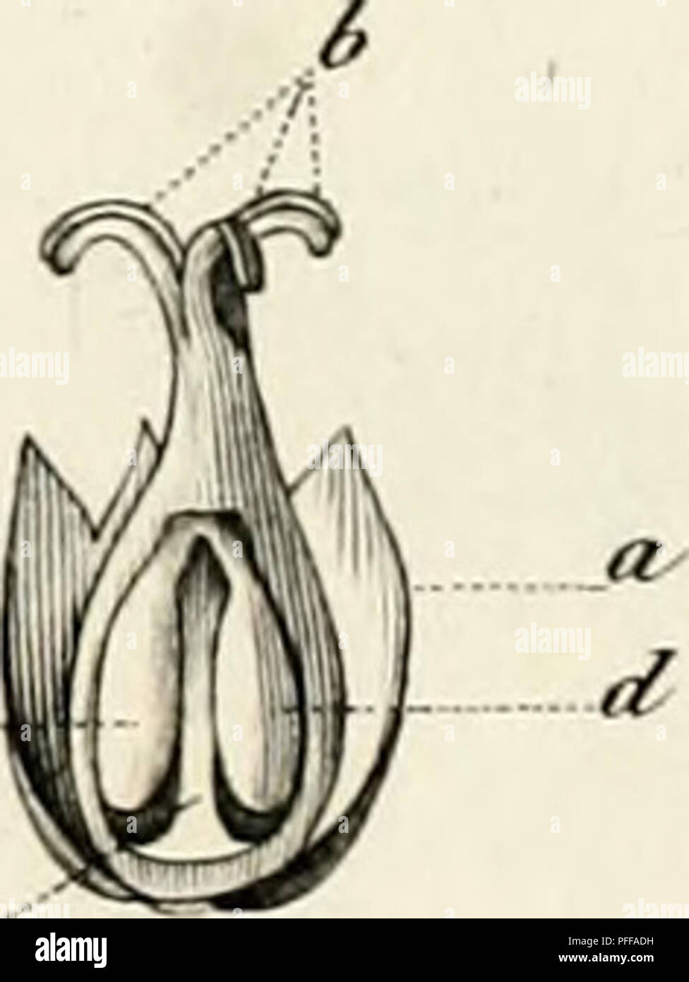 . De Euphorbiacearum generibus medisque earumdem viribus tentamen ... Euphorbiaceae. 9. 5 AD.J.JJ? i8 . ANABJCMA /a/ruwit/ej. 4q. K.TRAGIA vo/ubi/i.r. B . 7'. ca/mu6i/ta â 5o. MICROSTACIfYS bicornw. Si. 8APIUM aucaparium . Pie&amp;M&amp;re j*!m&amp;.. Please note that these images are extracted from scanned page images that may have been digitally enhanced for readability - coloration and appearance of these illustrations may not perfectly resemble the original work.. Jussieu, Adrien de, 1797-1853. Parisiis : ex typis Didot junioris Stock Photo