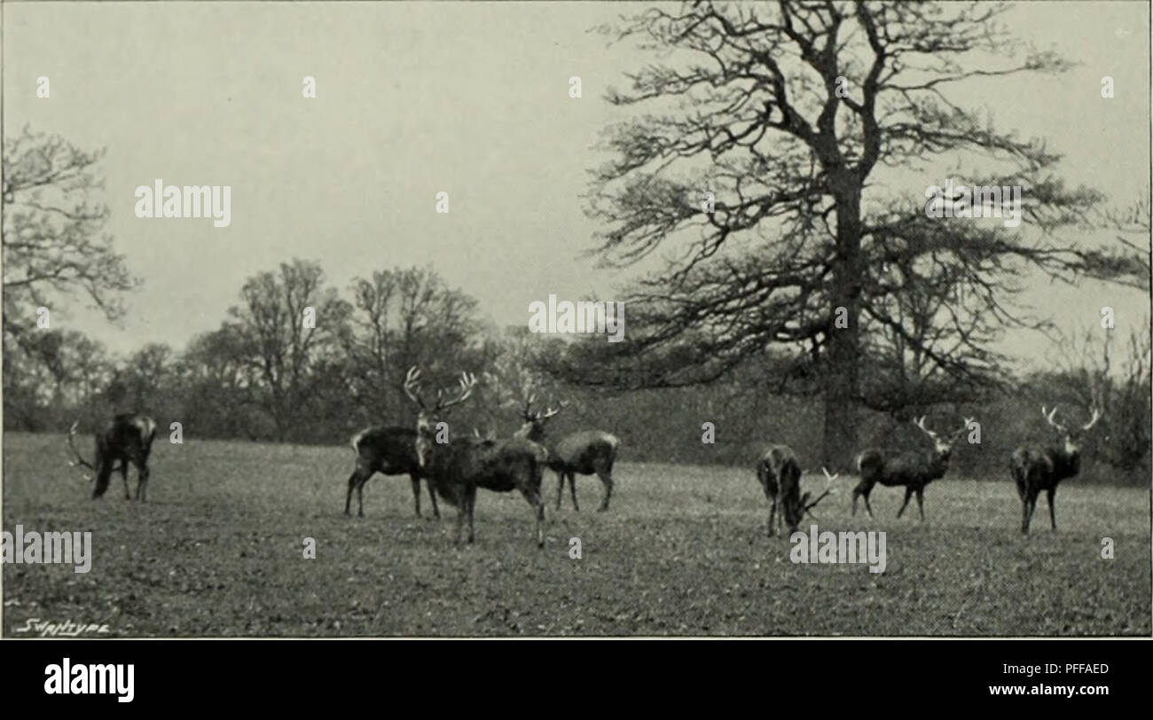 This work offers a comprehensive history of the Cervidae family ...