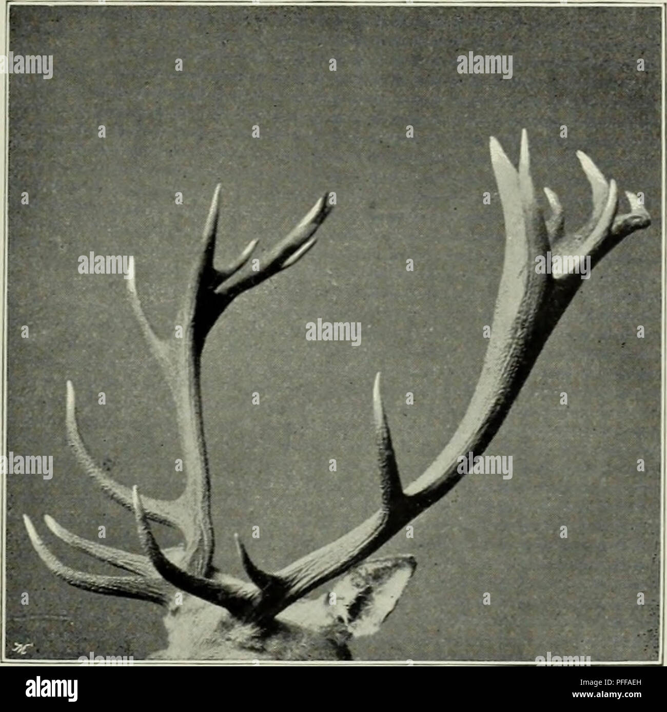 Antler tines hi-res stock photography and images - Alamy