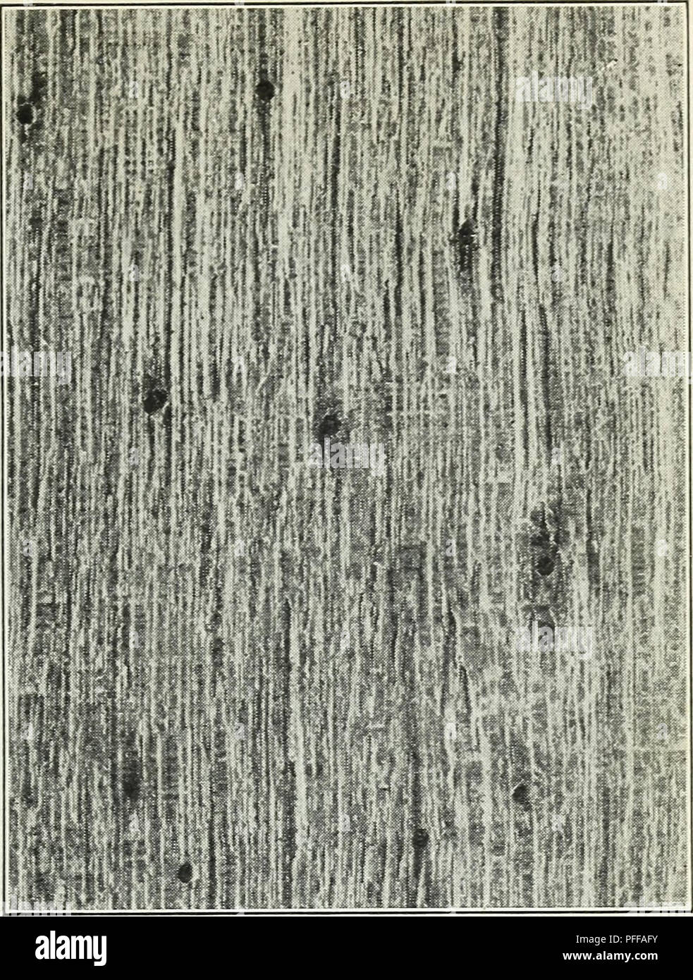 This guide details timber defects caused by insects, focusing on ...