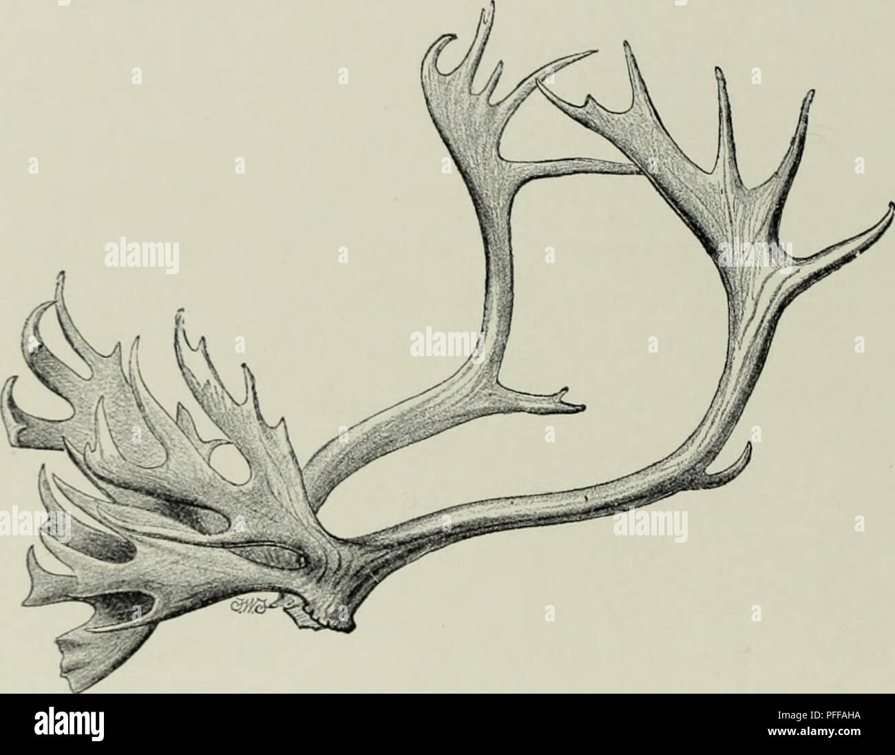 Cervid Deer Big Breasts Female