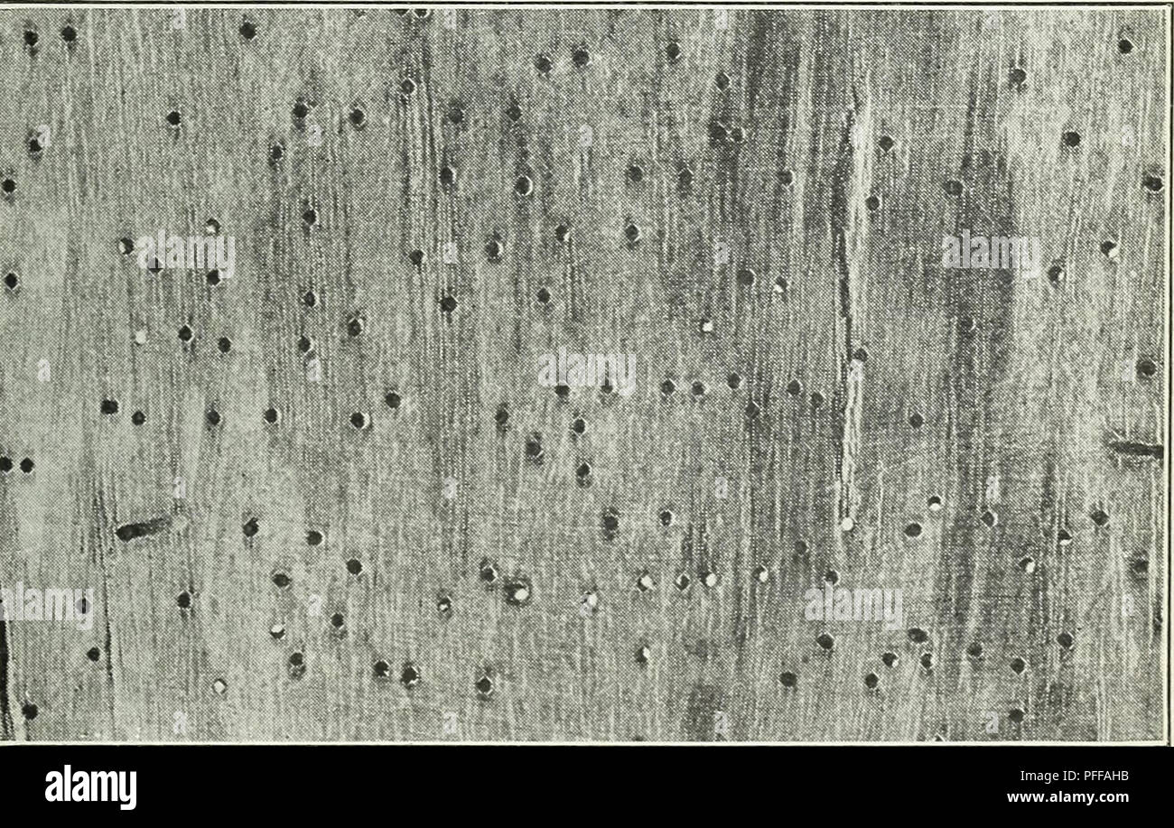 . Defects in timber caused by insects. Wood; Forest insects. Fig. 7.—Pinholes caused by ambrosia beetles in heading and tight cooperage in South Carolina. Fig. 8.—Pinholes in green hickory lumber caused by an ambrosia beetle (Xyle- borus xi/lographus) galleries. Injury to green heartwood stock and to partly seasoned stock of such woods as hickory and cypress in many cases does not produce the stain. These holes are always open (never filled with dust), and are either clear or black and associated with discolored streaks or stains 38252°—27 2. Please note that these images are extracted from sc Stock Photo