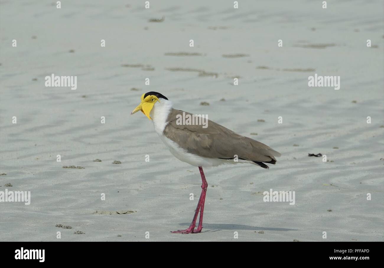 Masked Lapwing, Masked Plover or Spur-Winged Plover,Vanellus miles, Chilli Beach, Cape York, Kutini-Payamu (Iron Range National Park), Far North Queen Stock Photo