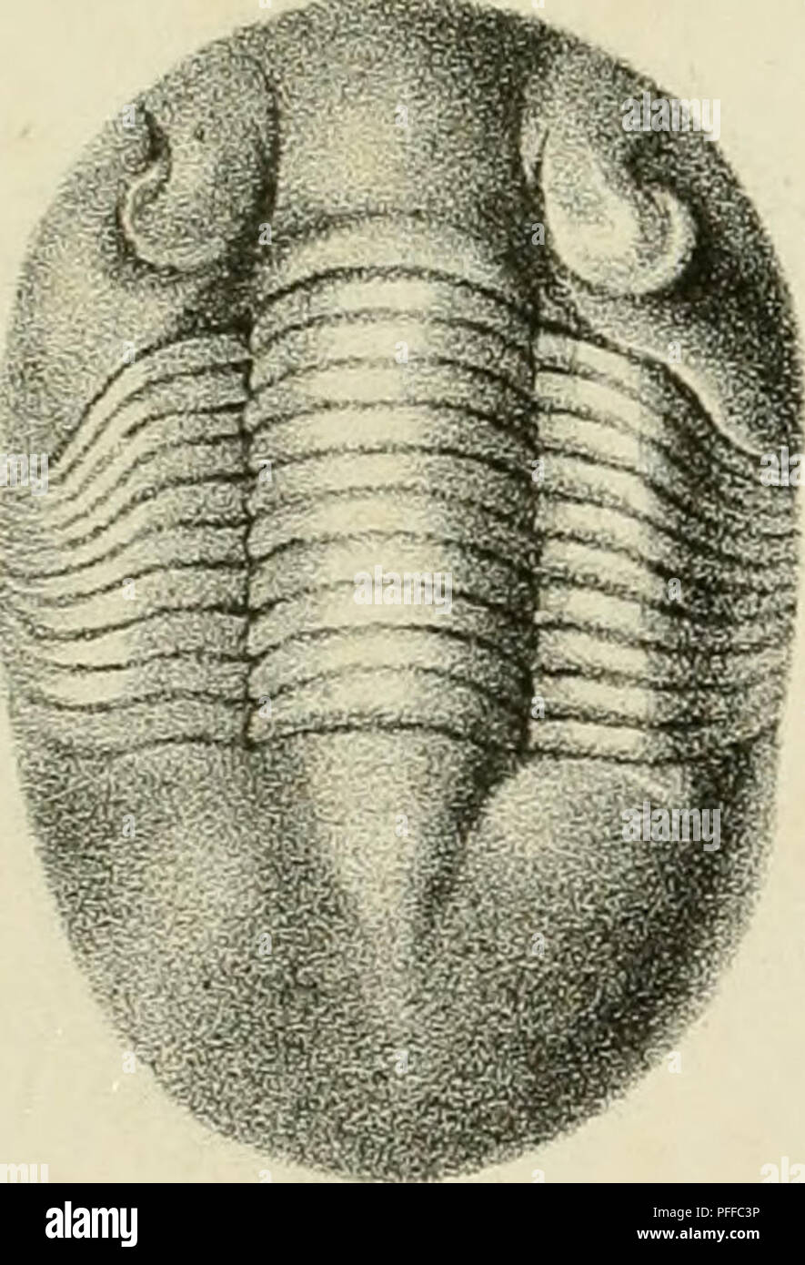 . D. Eduardi Eichwaldi, publ. ord. apud Casanens. Profess. Acad. Caes. Nat. Cur. Leop. Carol. mult. Societ. Liter. Socii, Geognostico-zoologicae per ingriam marisque Baltici provincias nec non de trilobitis observationes. Geology; Zoology; Paleontology. //*/. .''. c/ , f '/ il. '/ . J^la. S. Please note that these images are extracted from scanned page images that may have been digitally enhanced for readability - coloration and appearance of these illustrations may not perfectly resemble the original work.. Eichwald, Carl Eduard von, 1795-1876; Kazanski universitet. Casani : Typis Universitat Stock Photo