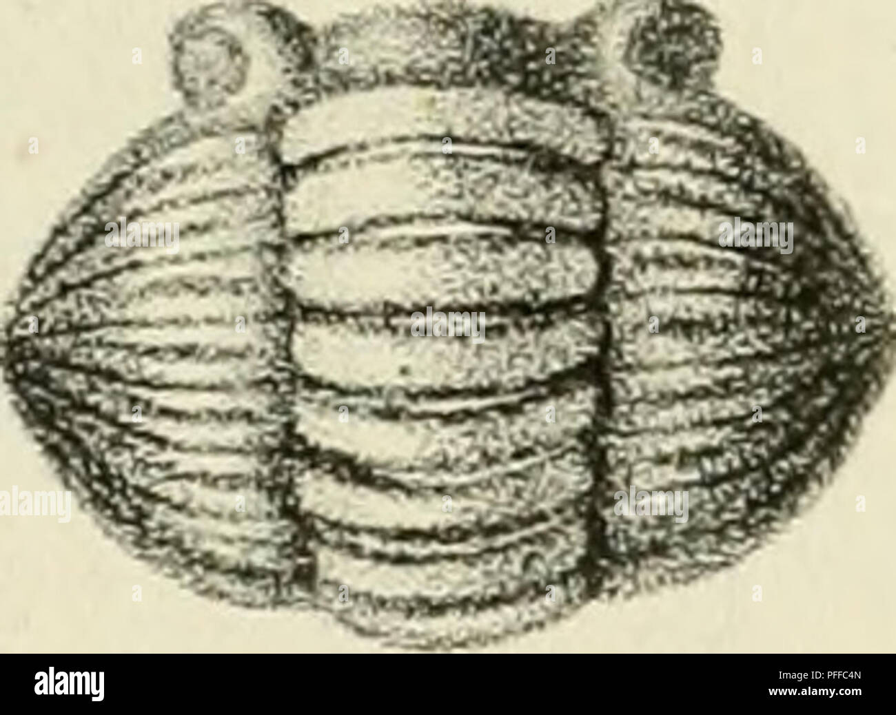 . D. Eduardi Eichwaldi, publ. ord. apud Casanens. Profess. Acad. Caes. Nat. Cur. Leop. Carol. mult. Societ. Liter. Socii, Geognostico-zoologicae per ingriam marisque Baltici provincias nec non de trilobitis observationes. Geology; Zoology; Paleontology. J^q. 3. a,- fi^. 3 i.. Please note that these images are extracted from scanned page images that may have been digitally enhanced for readability - coloration and appearance of these illustrations may not perfectly resemble the original work.. Eichwald, Carl Eduard von, 1795-1876; Kazanski universitet. Casani : Typis Universitatis Caesareis Stock Photo