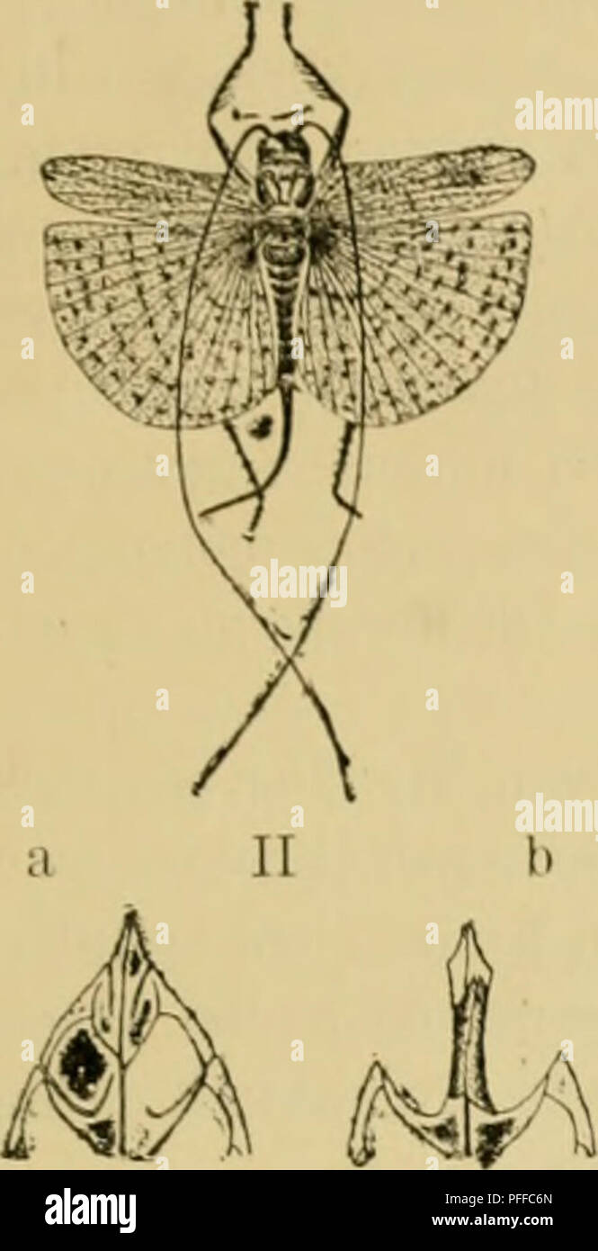 This illustration depicts the coffee crop pest, the locust species ...