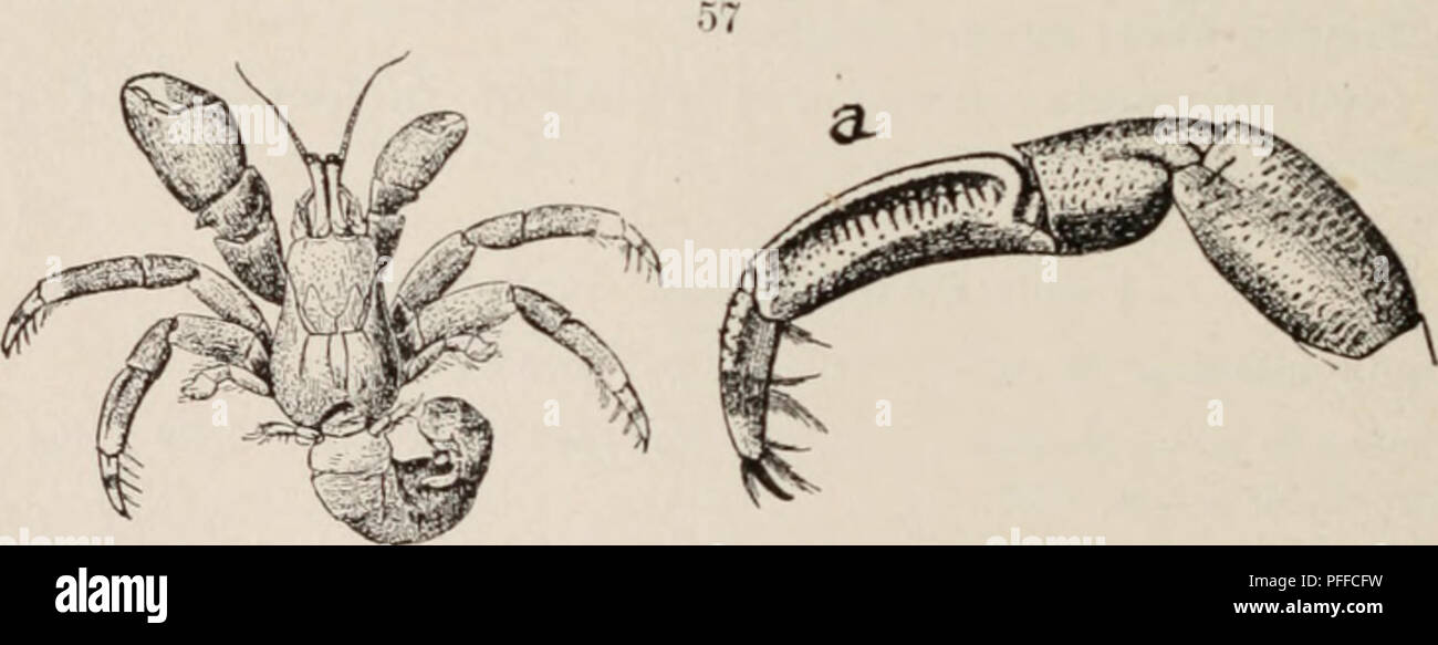 . Decapod crustacea of Bermuda. Decapoda (Crustacea) -- Bermuda Islands. Figure 56. — ;iln&gt;ut ii.-itunil size. Phot. A. H. V. tips, is covered with very small round -p»ts of blue ; the&gt;e are also present on the carapace anteriorly. Tlie ambulatory legs arc brownish red or bright red, with a hand of white or pale yellow on the distal end of the carpus and proximal end of the dactylus, and a narrower one at the ba&gt;e «' tin- nail, which i&lt; black. The basal joints of the ambulatory legs are white and pale reddish underneath.. Figure 57.—Calcinus sulcatus removed from shell ; a, second Stock Photo