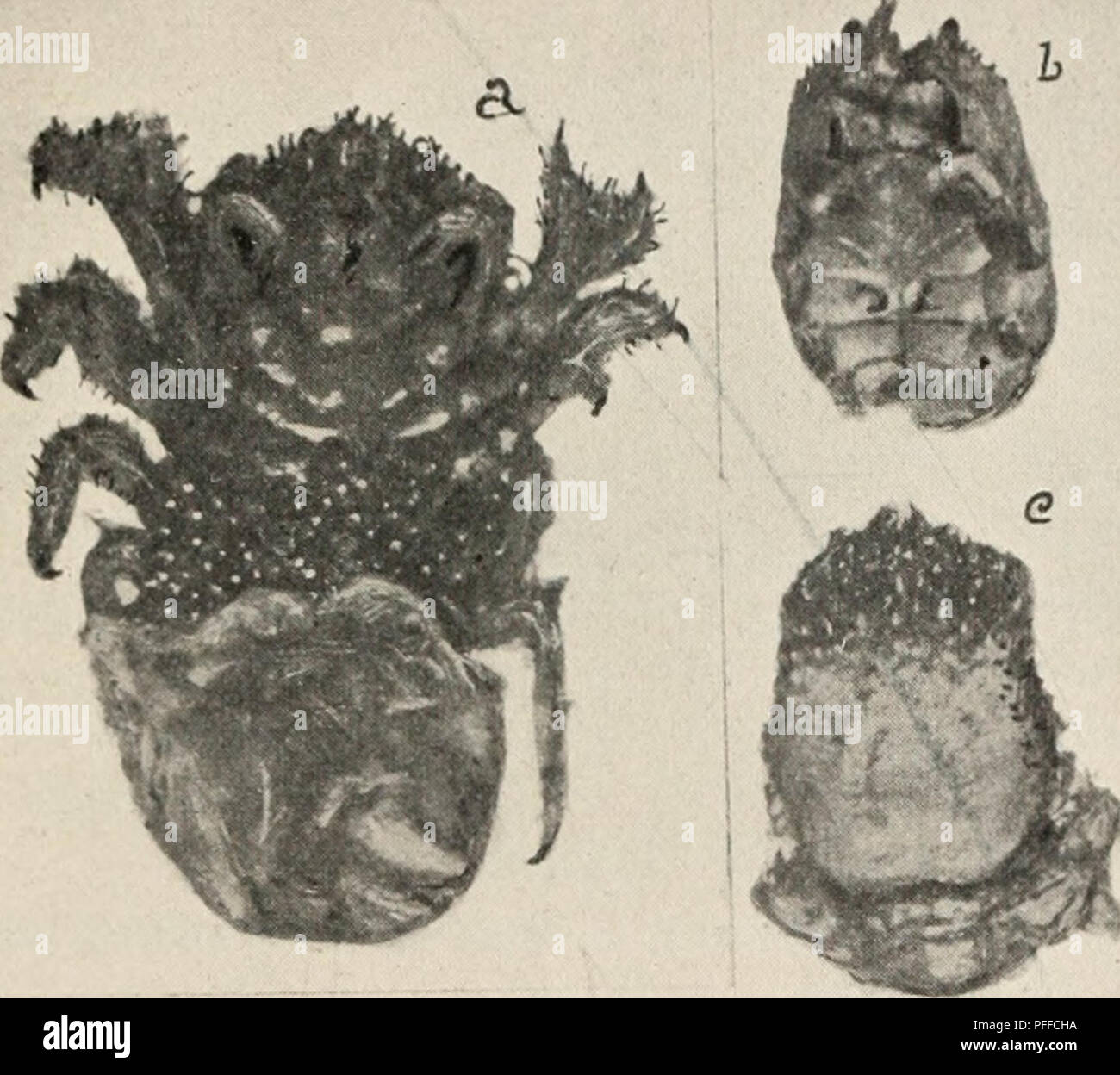 . Decapod crustacea of Bermuda. Decapoda (Crustacea) -- Bermuda Islands. A. E. Verrill—Decapod Crustacea of Bermuda. I-.&quot;, i It appears to be nearly allied to Ilapalocarcinus marsupialis StimIP- SOU,* which forms curious &quot;houses&quot; among the branches of Pocillo- pora ewspitosa. The branches of the coral, in the latter case, grow up around the crab and enclose it, leaving several small apertures for the entrance of water and food, but from which the crab cannot emerge. In the latter, however, the front of the carapace is flat, not bent downward, and it does not serve for an opercul Stock Photo