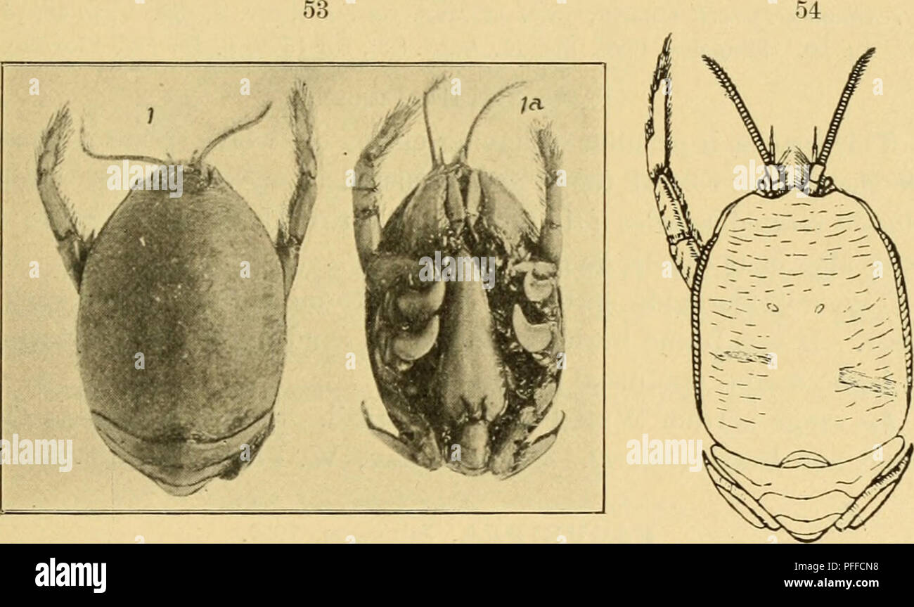 . Decapod Crustacea of Bermuda. Their distribution, variations, and habits. Decapoda (Crustacea). A. E. y err HI—Decapod Crustacea of Bermuda. 437 Remipes Barbadensis Stinipson, Proc. Philad. Acad., 1858, p. 329 [67] ; Ann. Lye. Nat. Hist. N. York, x, p. 120, 1871. Hippa cubensis Rathbun. Proc. U. S. Nat. Mus., xxii, p. 300, 1900 (W. Africa). Figures 53, 54. The cara}3ace is somewhat depressed. The antenrue are much smaller than in the related species of the eastern U, S. coast. (JSmerita talj)oidea.) The females ai'e much larger than the males and usually more numerous in collections. Our spe Stock Photo